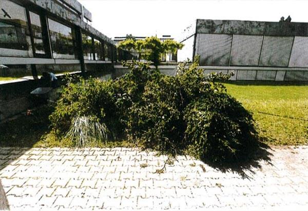 Grünpflanzen in einer Grünanlage vor Bundesverfassungsgericht